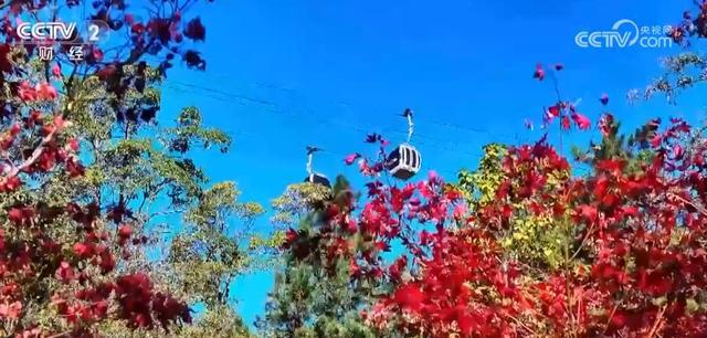 错峰游、“彩林游”持续保持高人气中国旅游市场“淡季不淡”尽显生机活力(图5)