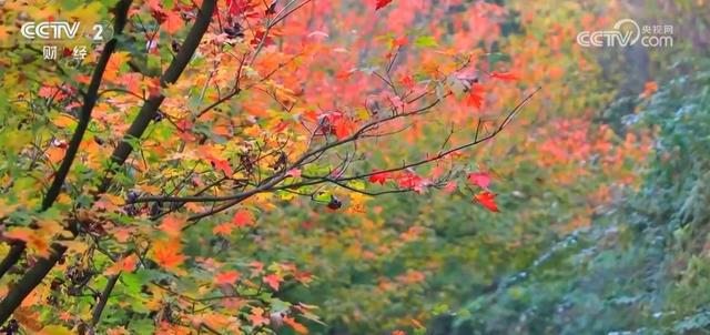 错峰游、“彩林游”持续保持高人气中国旅游市场“淡季不淡”尽显生机活力(图6)