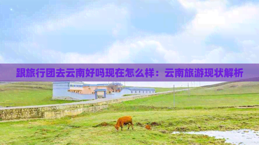 跟旅行团去云南好吗现在(图2)