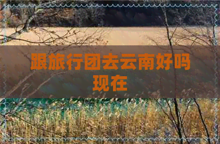 跟旅行团去云南好吗现在(图5)