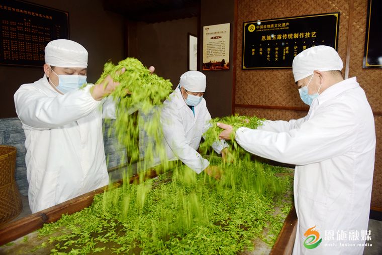 九游娱乐：恩施玉露：一片绿叶的“闯关出圈”之旅(图9)
