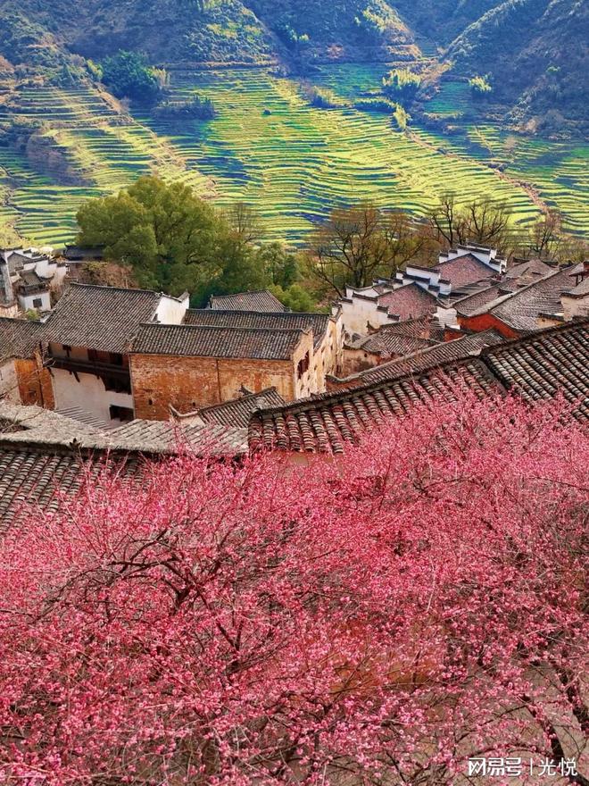 九游娱乐：江西婺源篁岭2月必冲！春季旅游顶流花海出片路线全攻略！(图3)