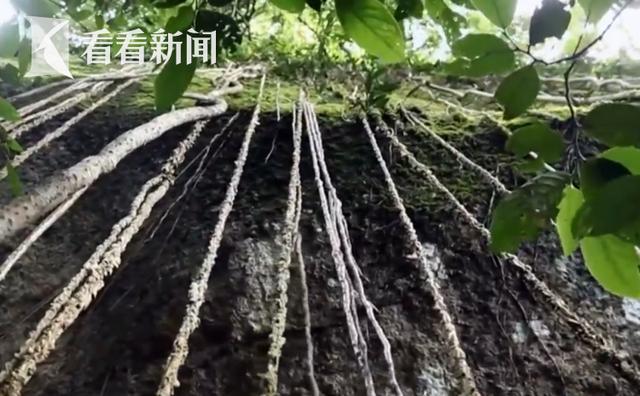 免签效应持续显现“中国游”成“热”体验(图12)