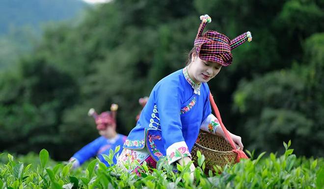 九游娱乐：产业绽新花云岭共富路(图5)