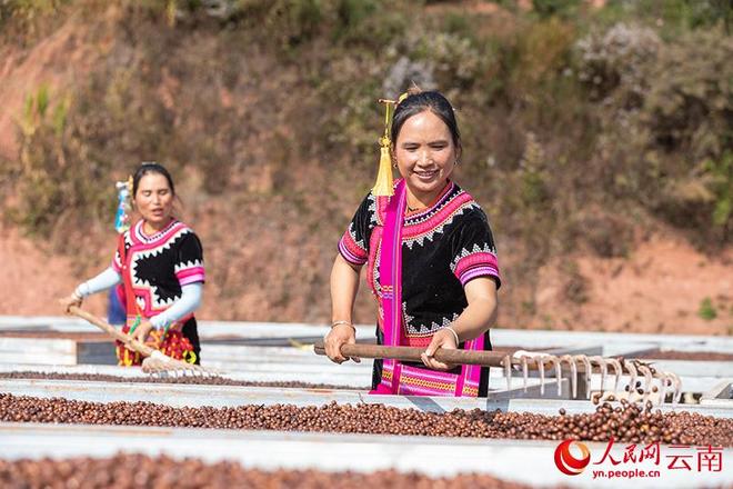 九游娱乐：产业绽新花云岭共富路(图3)