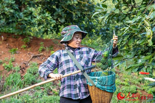 九游娱乐：产业绽新花云岭共富路(图2)