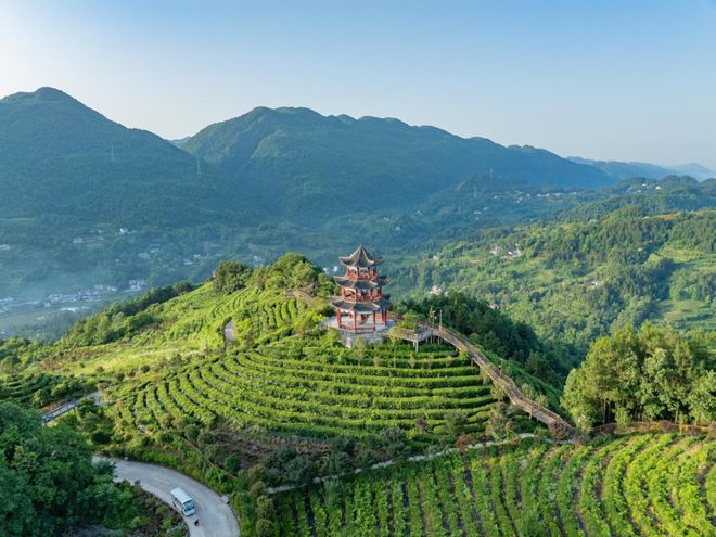 九游娱乐：美丽细胞・工厂篇丨湖北大耀农业：硒都茶香里的“两山”实践家(图4)