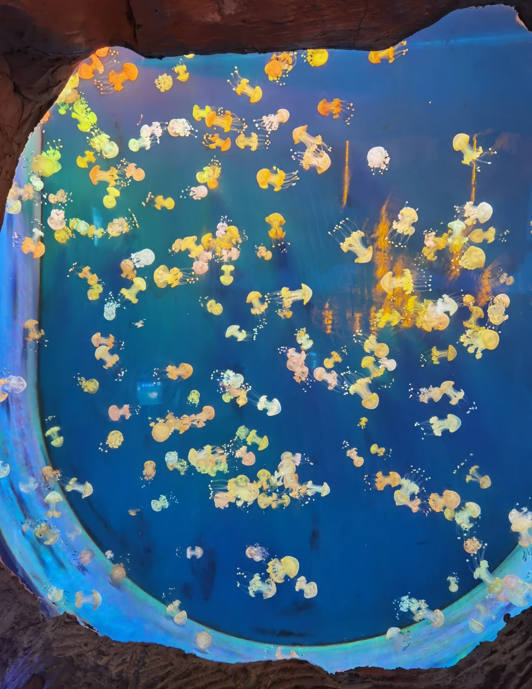 九游娱乐文化：2024年至今养马岛跟团游服务商综合评估与选择指南(图3)