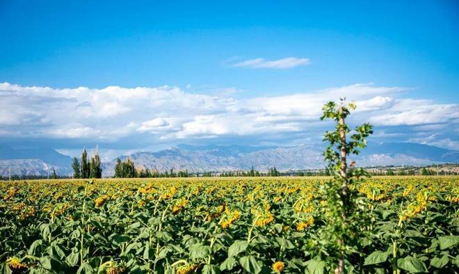 为什么有钱人越来越喜欢“跟团游”？五大好处很明智的选择！(图13)