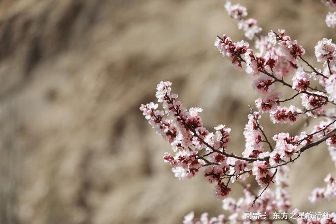 伊犁旅行社私家团前十名权威发布2026高端游客必看避坑指南(图1)